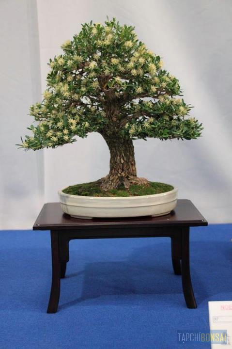 Bonsai, cây cảnh nghệ thuật, cay canh nghe thuat, cây thế, cay the, triển lãm cây cảnh nghệ thuật, trien lam cay canh nghe thuat